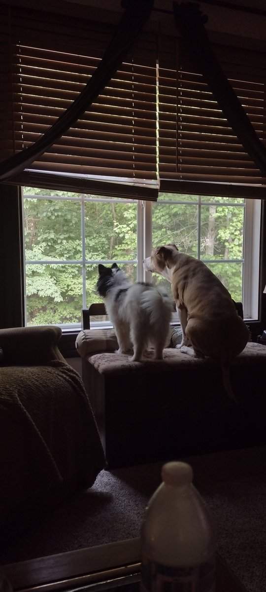 MalCan4401's tweet image. Best friends discussing the best way to sneak up and capture the deer enticing them out the window.....Good luck guys!🤣