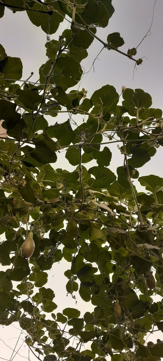 NourIsmail72942's tweet image. Thank God we planted pumpkins, we have been living on the fruits only without flour or any other kind of food for more than a month in this famine so far.
chuffed.org/project/137673…