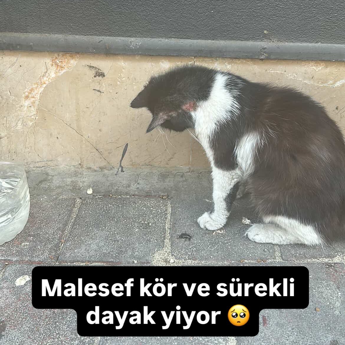 Merhaba bu kediye 5 ay önce sokakta araba çarptı gözleri kör oldu çok az görüyor ve hafif bi renge sorunu var ancak ki yaşama sıkı sıkı tutundu  ve bi ablada alıp tedavilerini yaptırıp kısırlaştırıp bi mühlet baktıktan sonra evinde kedileri olduğu için geri sokağa bıraktı ancak