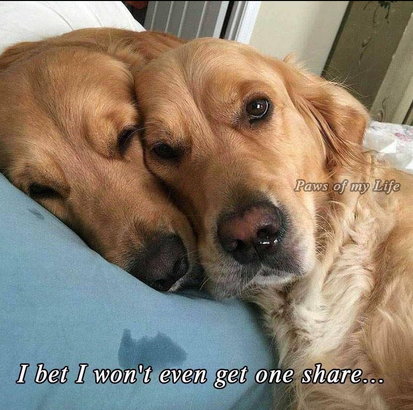 TweeetsOfDogs's tweet image. Our golden has terminal lymphoma and my wife said yesterday was a bad day for him. This is how I found him and his sister when I got home from work.." Don't scroll without sending them some love !!!