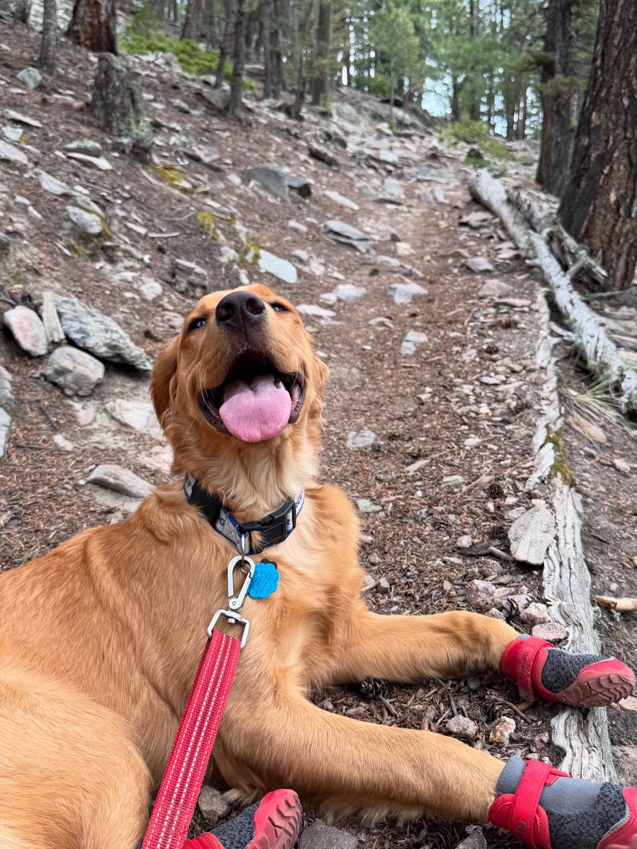 TheOSUBuckeye09's tweet image. Happy #tongueouttueday !!!