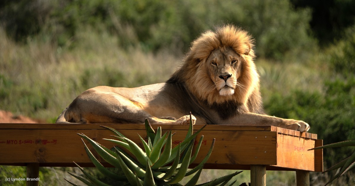 BornFreeFDN's tweet image. Isn’t he lovely?! 👑🦁🧡
Rescued as a cub from the pet trade, King is thriving at our Big Cat Sanctuary at @ShamwariReserve
He loves his ‘jungle gym’ where he spends time snoozing in the sun, and playing with companion, Thea.
Help care for King! ⬇️
bit.ly/4kE0RCR