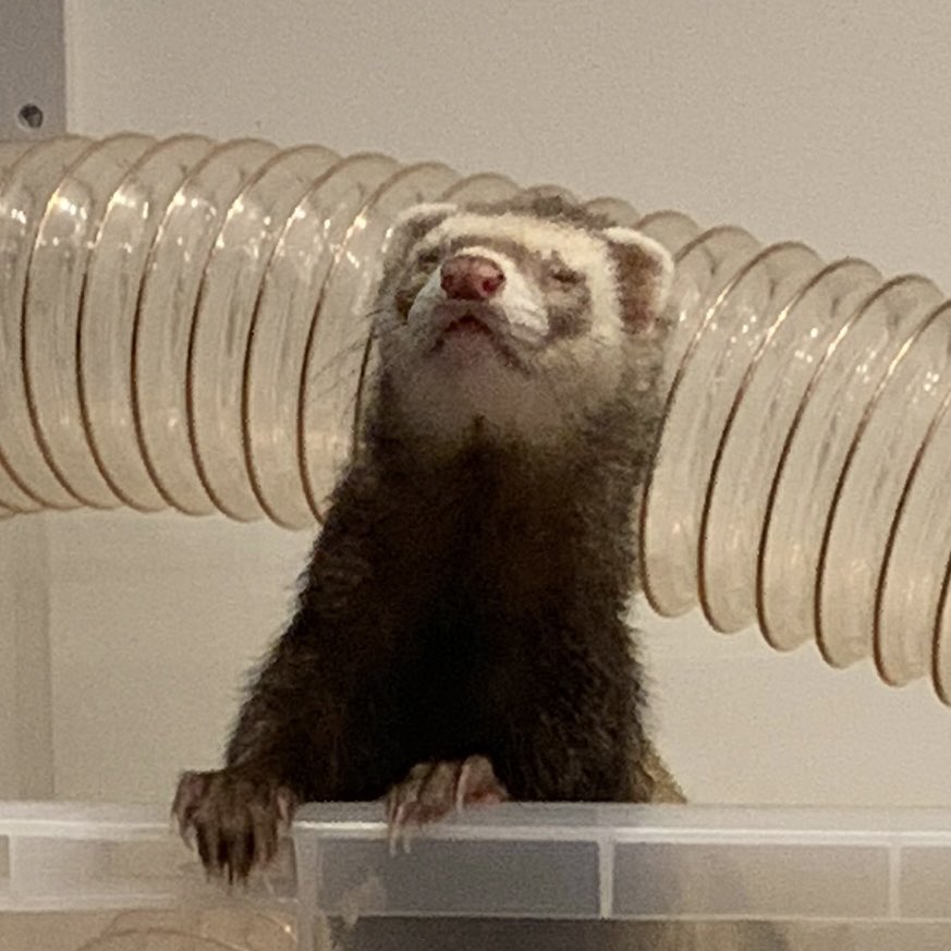 siberianlizard's tweet image. FERRET REACTION pics for your collection!
😑🥺🥰😖 ur welcome...