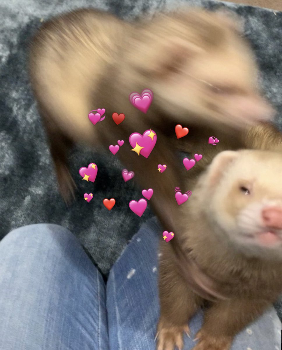 siberianlizard's tweet image. FERRET REACTION pics for your collection!
😑🥺🥰😖 ur welcome...