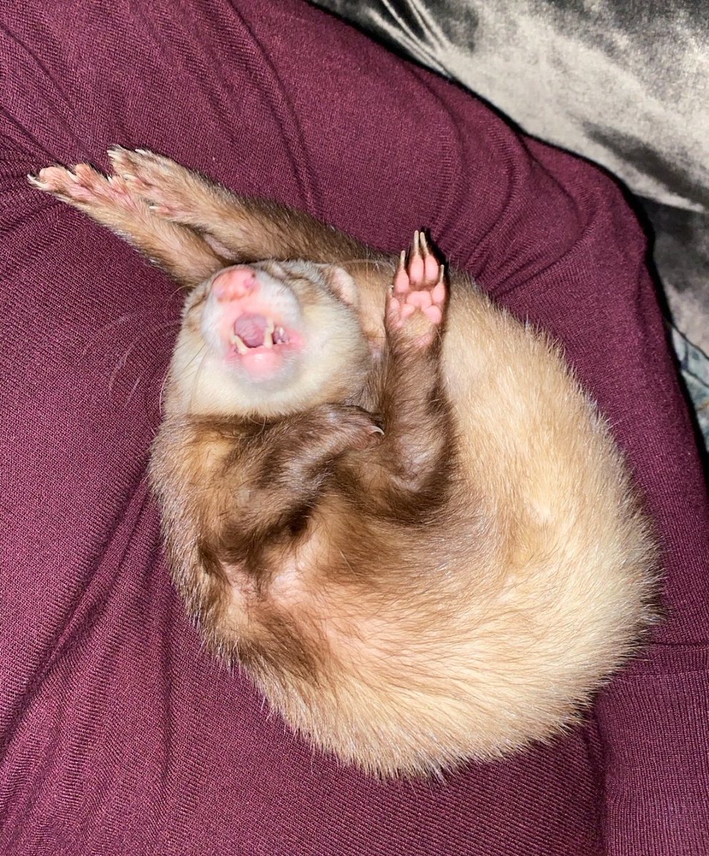 siberianlizard's tweet image. FERRET REACTION pics for your collection!
😑🥺🥰😖 ur welcome...