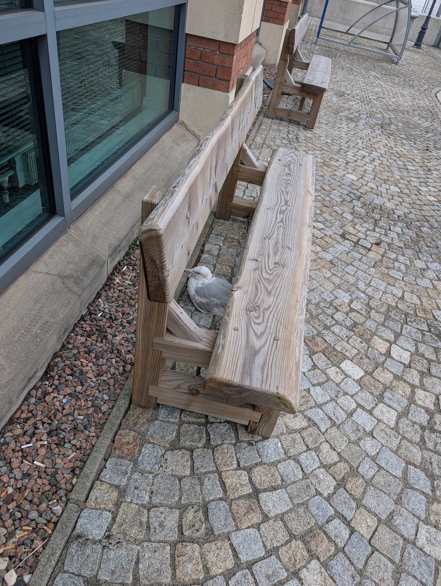 Niamh Campbell (@niamh_journo) on Twitter photo Found this seagull bleeding, disorientated&unable to fly outside our <a href="/BelTel/">Belfast Telegraph</a> offices this evening - 'Debbie Doolittle' came to the rescue within an hour of FB msg'ing her!
If u ever spot a wee wildlife critter that needs help, plz contact Debbie/consider supporting her services! Found this seagull bleeding, disorientated&unable to fly outside our <a href="/BelTel/">Belfast Telegraph</a> offices this evening - 'Debbie Doolittle' came to the rescue within an hour of FB msg'ing her!
If u ever spot a wee wildlife critter that needs help, plz contact Debbie/consider supporting her services!