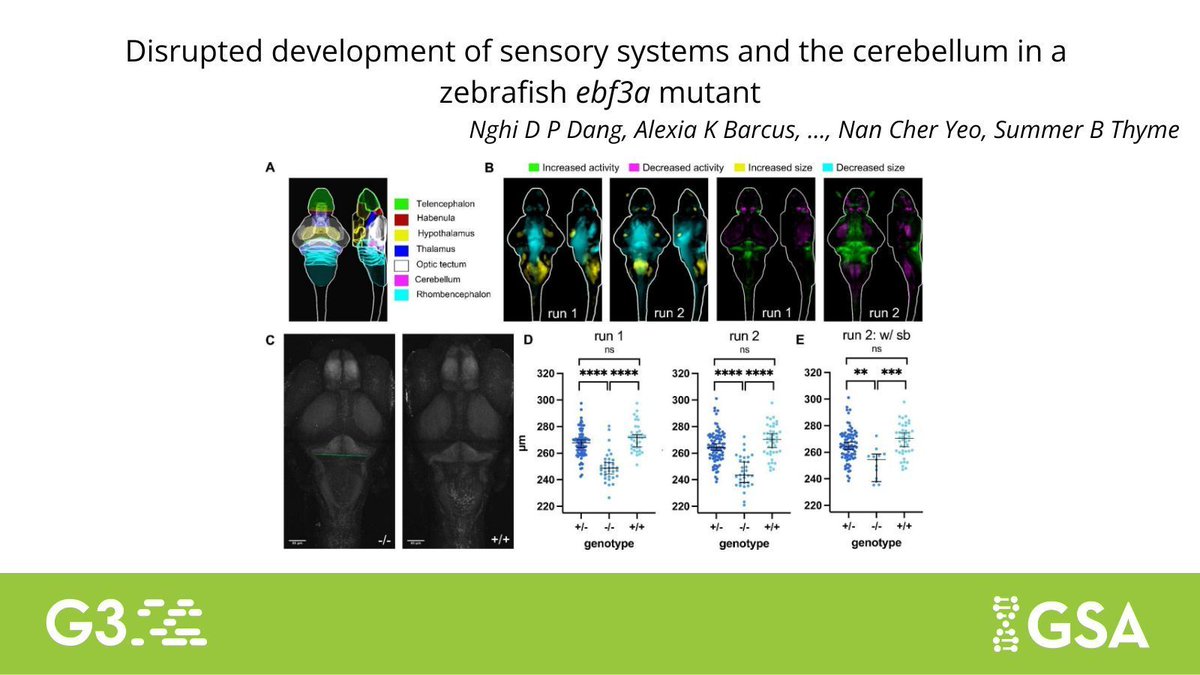 GeneticsGSA's tweet image. In #G3journal, @summerbthyme et al. present a new #zebrafish ebf3a loss-of-function mutant. A detailed morphological and behavioral characterization of the mutant reveals smaller hypothalamus, cerebellum, and hindbrain regions with impaired brain function: buff.ly/iqQl98X