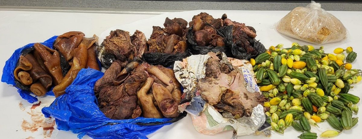 OFOEAC's tweet image. .@CBPPortDirJFK's newest Beagle K9 Rowdy gets his first big seizure after only 15 days on the job! Inspection revealed ruminant meat products and by-products, fresh garden eggs, fresh okra and unknown species of fresh leaves. #OFOProud🇺🇸 #K9 @DFONewYork