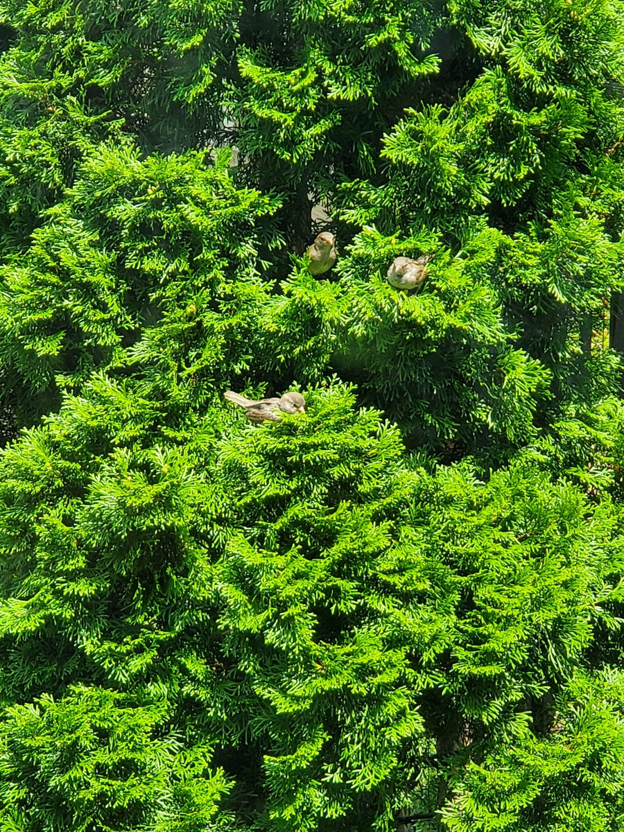 MMcLaughlinsong's tweet image. Saw this momma bird feed her 2 babies in this bush. She fed one and then the other.
It seemed like she gave each one half a worm. I couldn't tell for sure, but that's what it looked like!