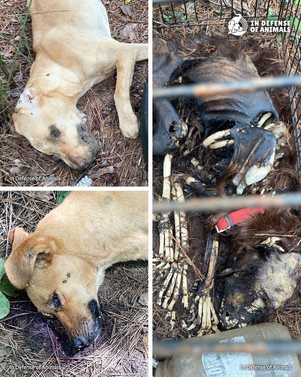IDAUSA's tweet image. A #Mississippi woman was found guilty of only 4 felony counts of aggravated #AnimalCruelty & 3 misdemeanor counts of malicious injury following a horrific case involving roughly 140 dogs who suffered & died under her so-called “#rescue.” bit.ly/3TKsLCf
#Justice4Animals