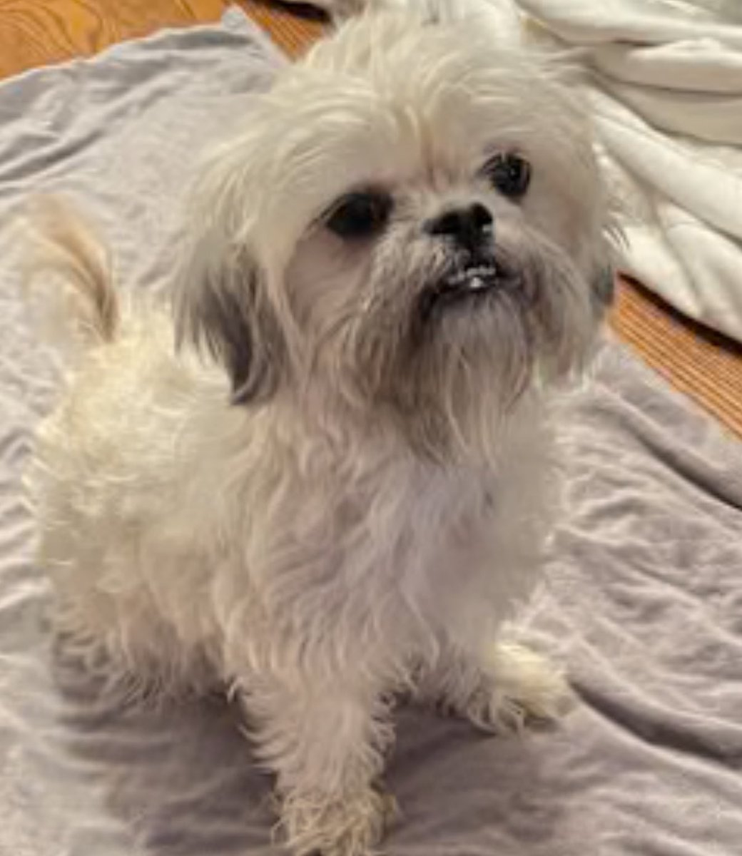 bsuecannon's tweet image. Zeke gets to meet Jillian this Sunday. Then if we pass the home inspection, we get to adopt her. But, it’s Zeke’s decision. 😊