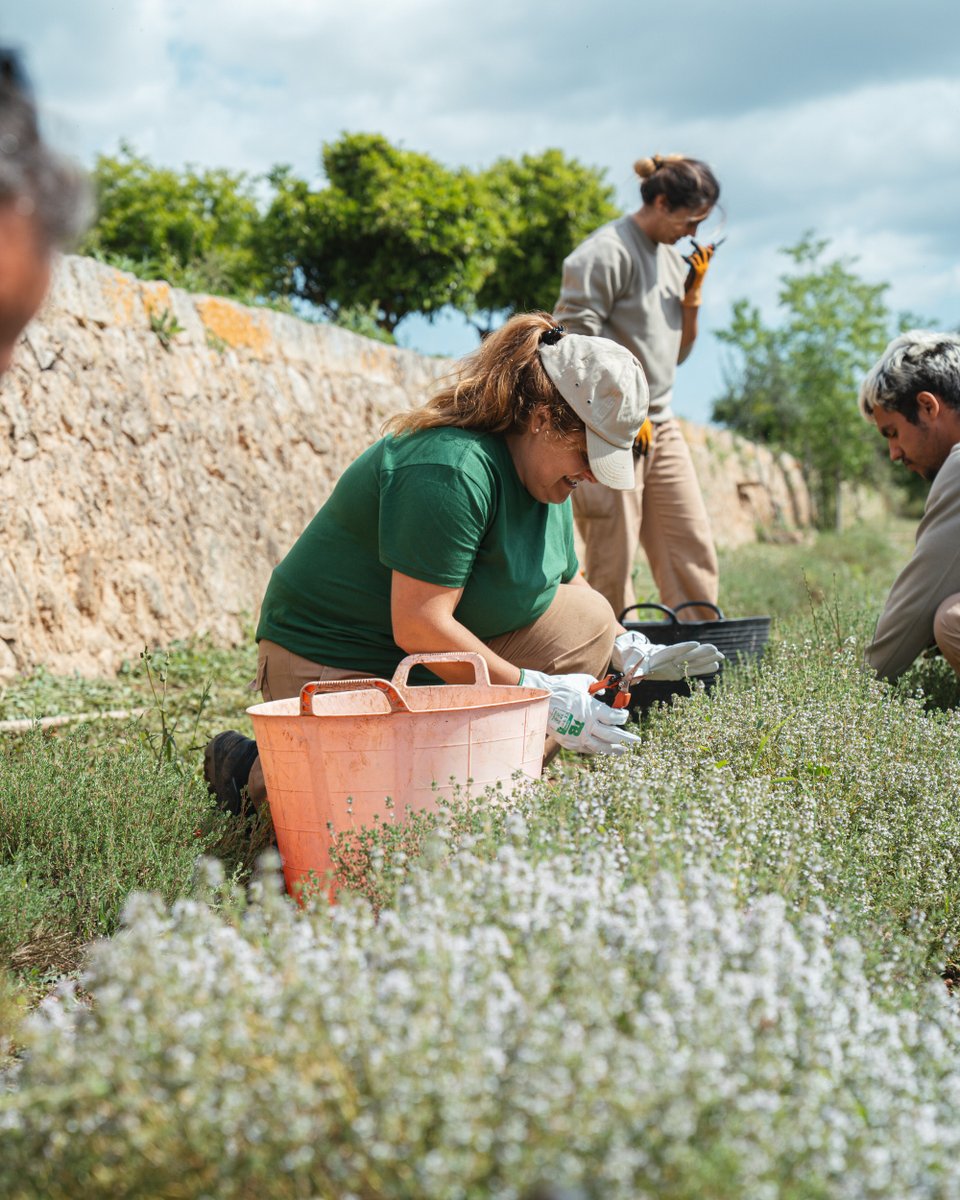 testim_mallorca's tweet image. 🤝🧑🏼‍🌾 Sempre feim feina en equip!

A T’estim, cada infusió és el resultat de la col·laboració, l’esforç compartit i el respecte pel ritme de la natura.

Descobreix el nostre projecte a la web! 🌿

#elNostreMoment #testim #infusions #infusionsecologiques #productelocal #mallorca