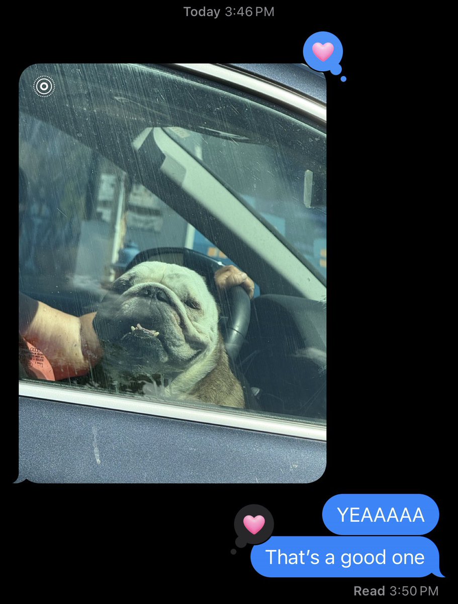 caitcamelia's tweet image. Every time my dad sees a dog while he’s working he sends me a pic lmao