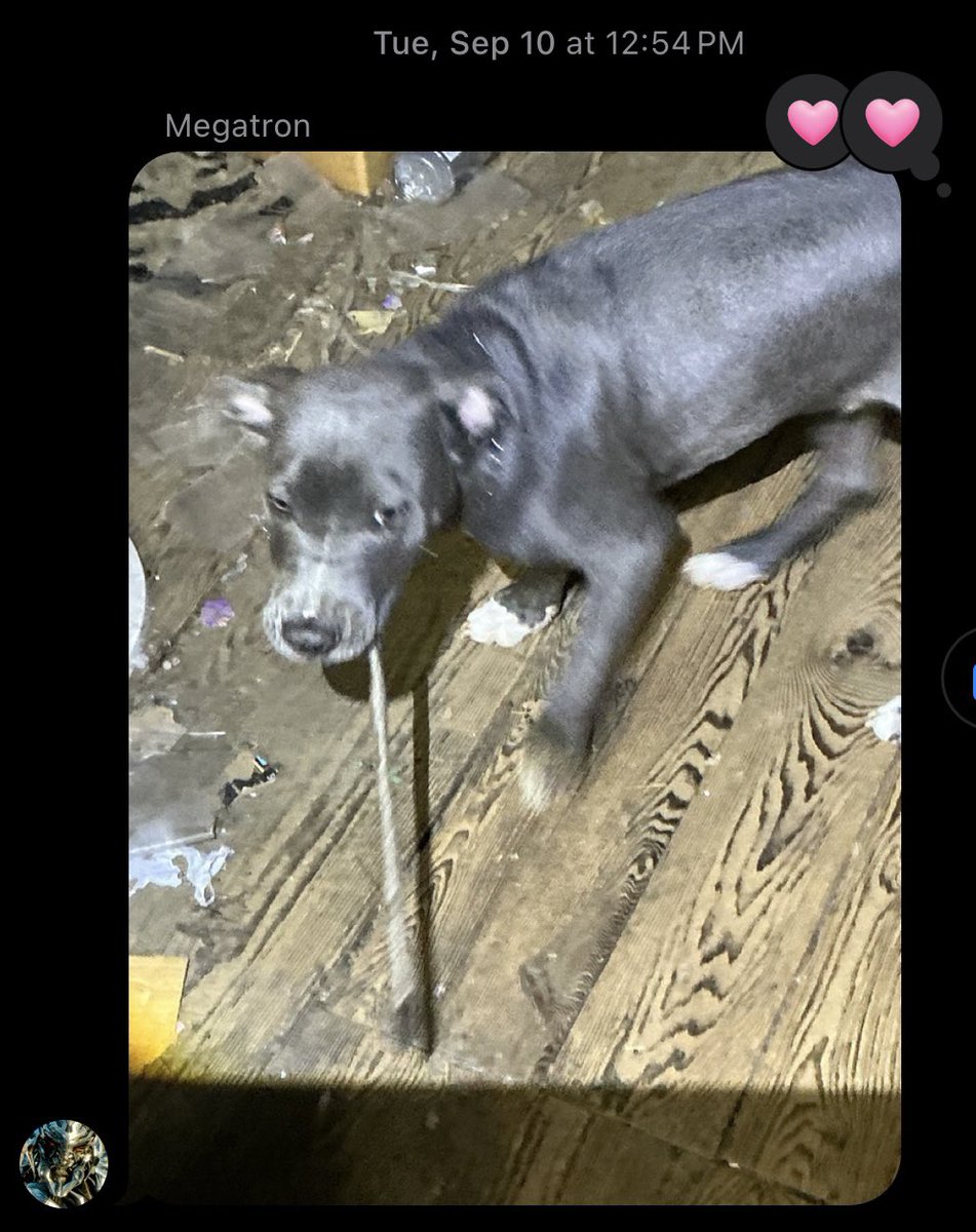 caitcamelia's tweet image. Every time my dad sees a dog while he’s working he sends me a pic lmao