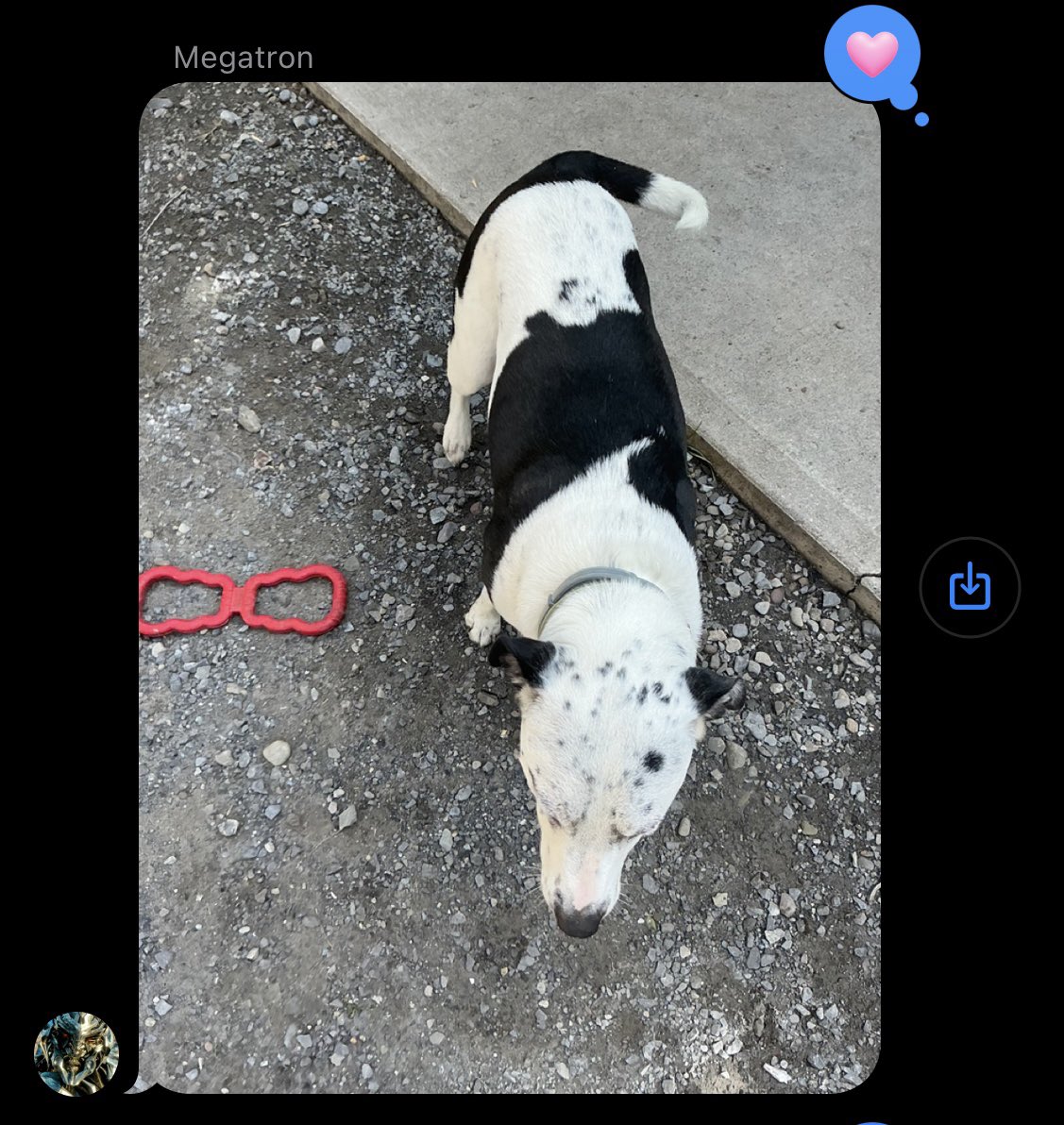 caitcamelia's tweet image. Every time my dad sees a dog while he’s working he sends me a pic lmao