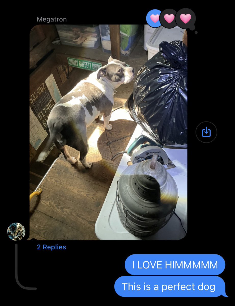 caitcamelia's tweet image. Every time my dad sees a dog while he’s working he sends me a pic lmao
