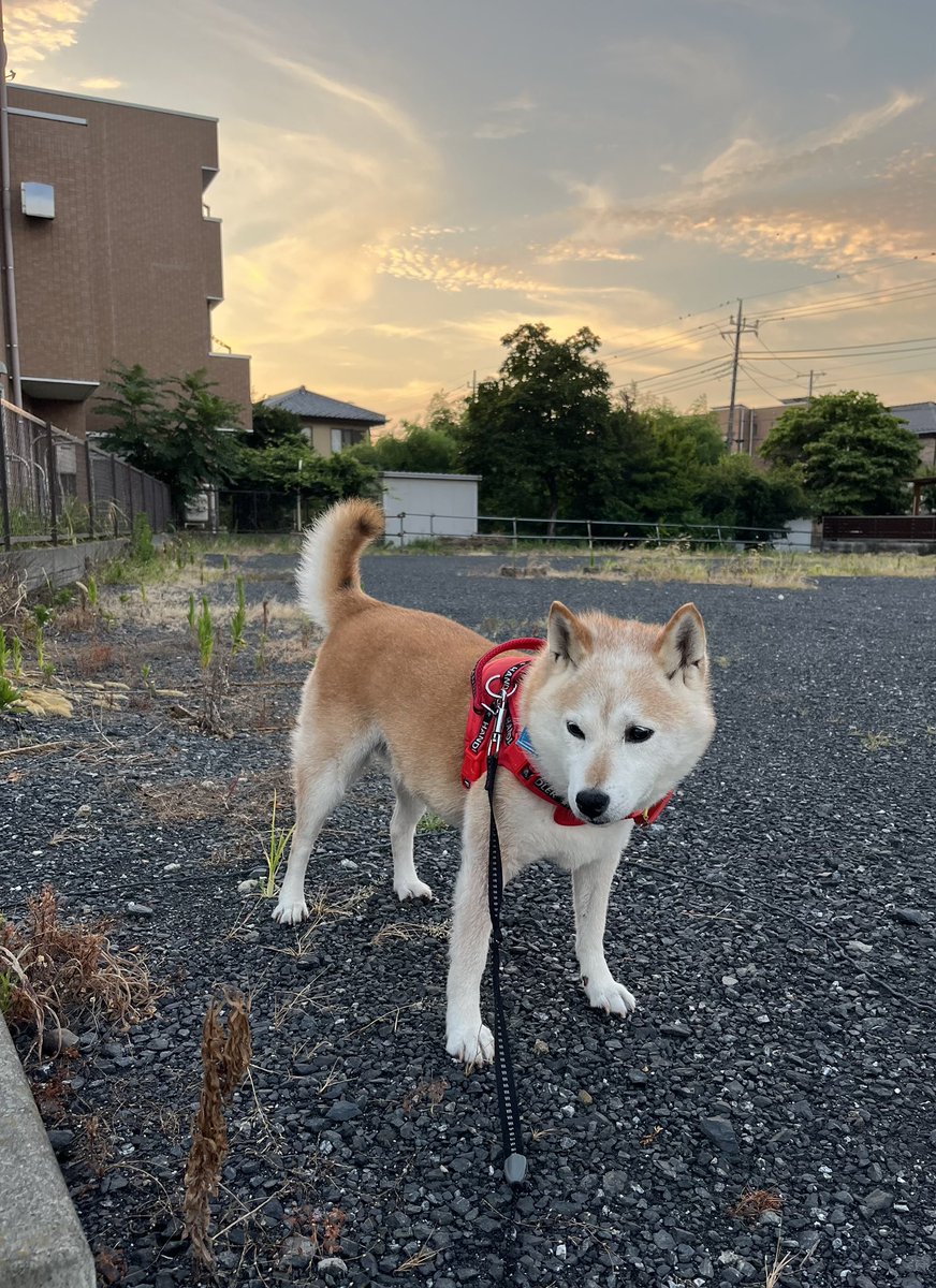 GearSrs's tweet image. おはようございます☀️
#キナコ埼玉