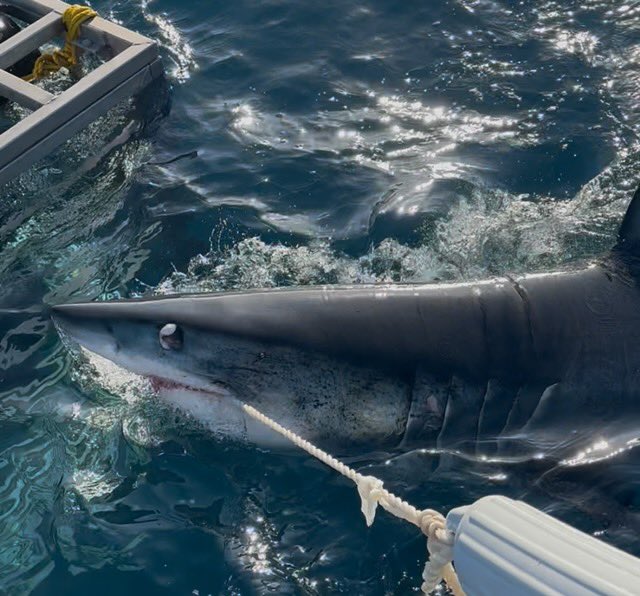 savingtheblue's tweet image. !! TONIGHT !! – Tuesday 22nd @ 10pm – Black Mako of the Abyss 🦈
Our Vice President @DrGuttridge joined forces with @PauldeGelder, Keith Poe and biologist Kendyl Berna. In addition to on screen talent, videographers, dive supervisors, medics and producers from Anomaly must be…