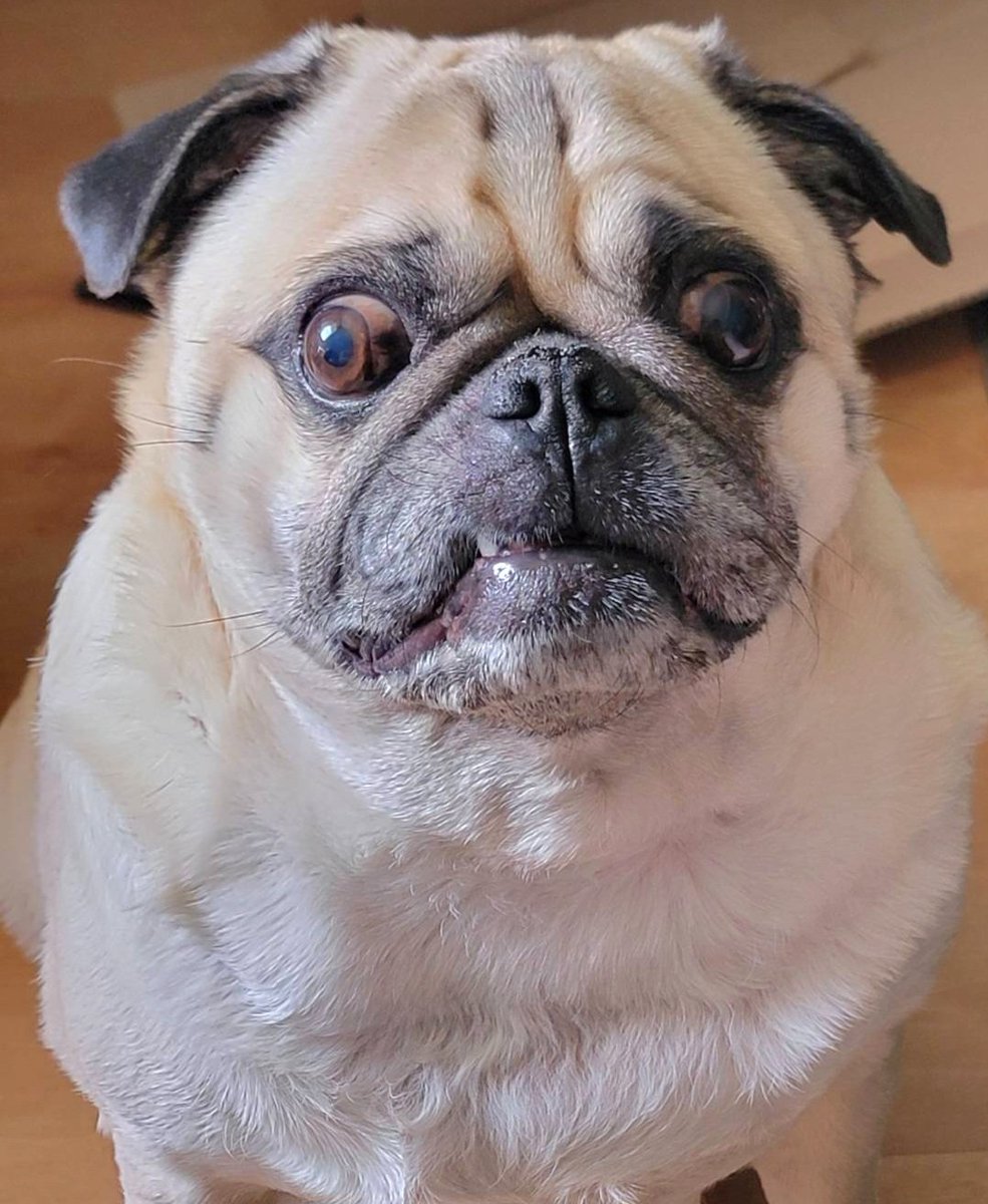 SarahPug12's tweet photo. The face Orange made when asked if he wants a TREAT! 😂 #Orange #GimmeFace #Treat #TinyTooth https://t.co/cQ9OmAJOho
