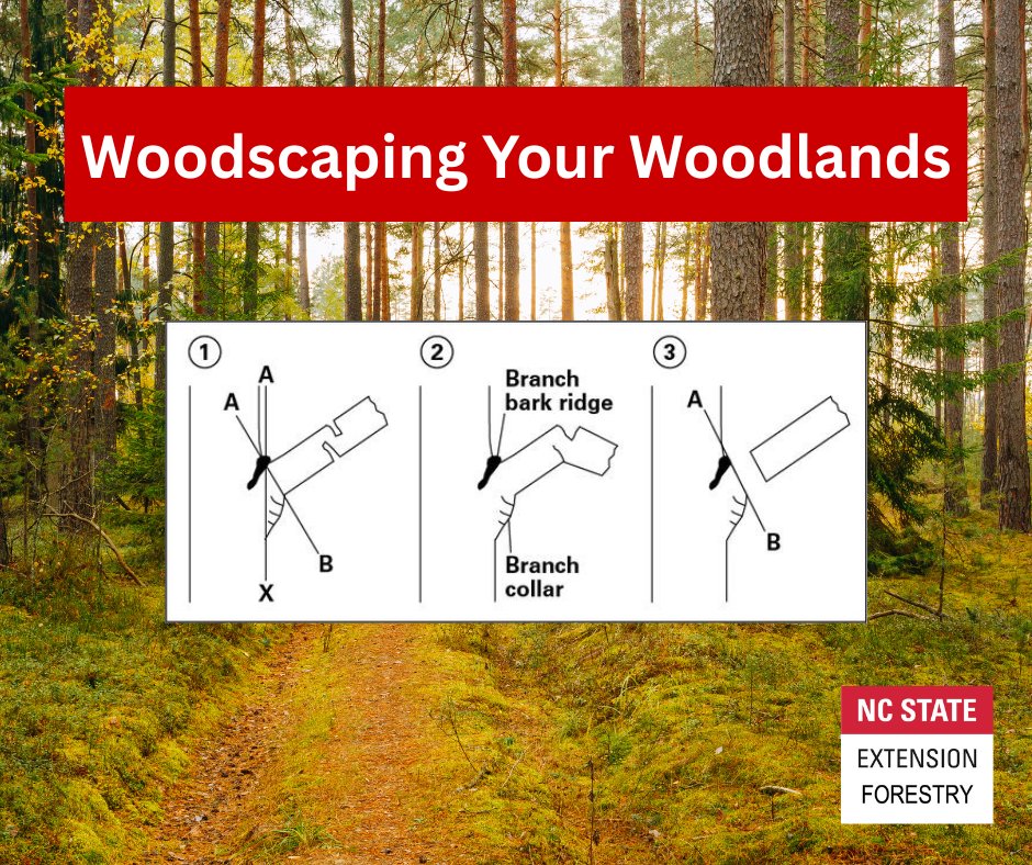 Woodscaping = the art &amp; science of enhancing aesthetics, recreational opportunities, &amp; wildlife habitats by using forest mgmt principles.
Our publication will help woodland owners with each #woodscaping step in a manner compatible with your mgmt goals!
content.ces.ncsu.edu/woodscaping-yo…