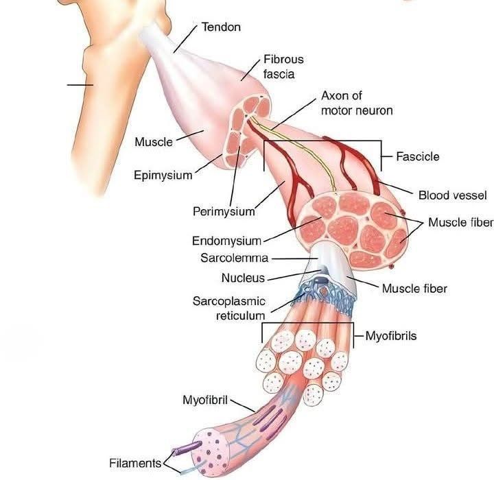 Anatomy.