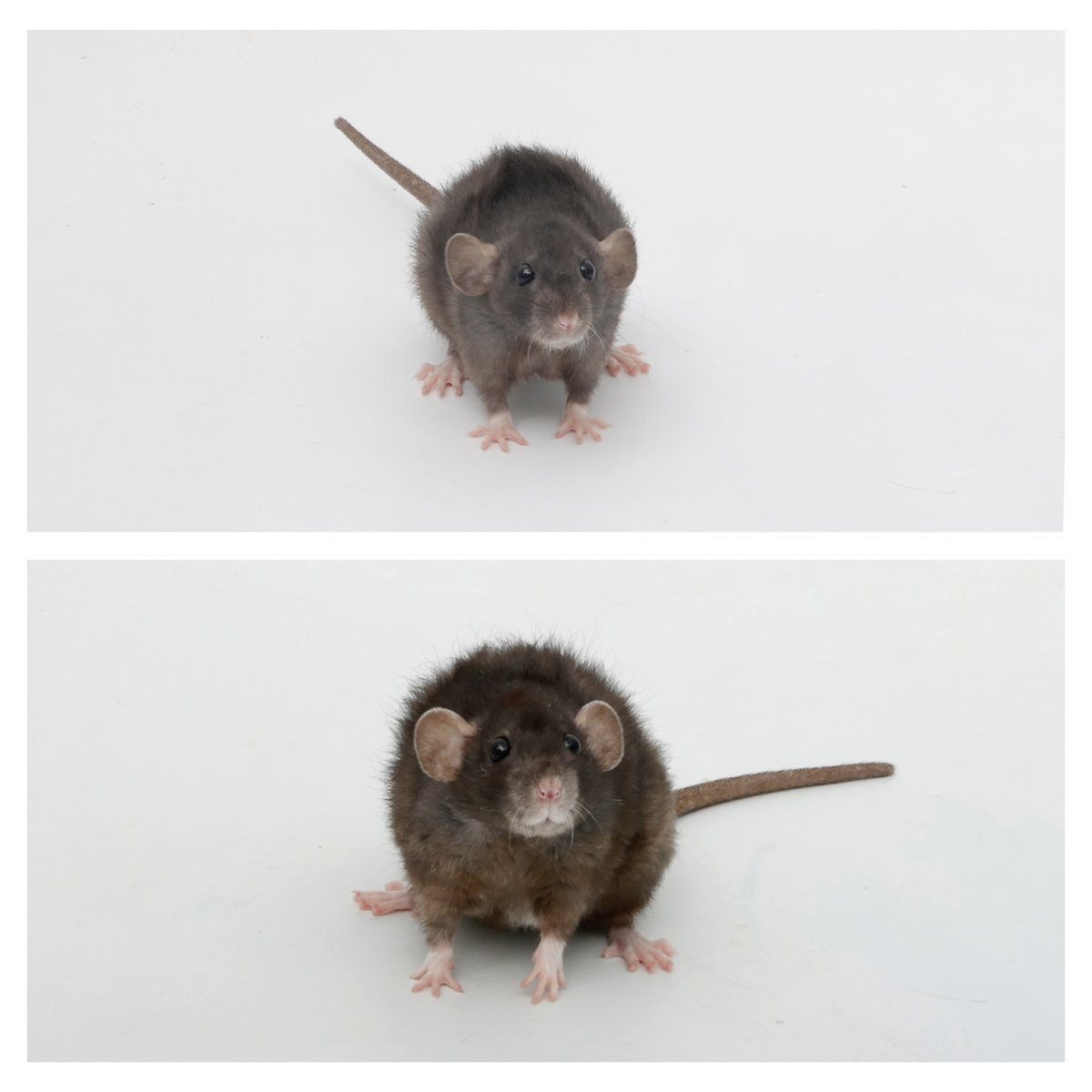 Rattrixs's tweet image. These girls turned a year old last month, so I decided to do a glow-up photoshoot (top shows each girl at 6-9 weeks of age, 2nd shows them at a year old!) Happy 1 year to Pistachio, Carrot, Jellybean, and Cinnamon!