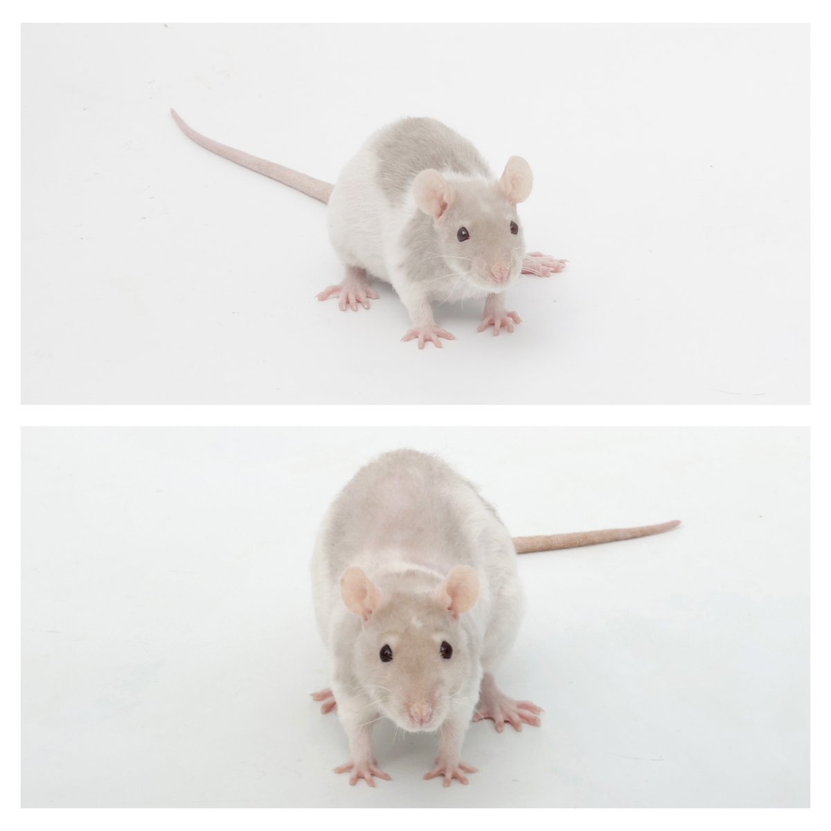 Rattrixs's tweet image. These girls turned a year old last month, so I decided to do a glow-up photoshoot (top shows each girl at 6-9 weeks of age, 2nd shows them at a year old!) Happy 1 year to Pistachio, Carrot, Jellybean, and Cinnamon!