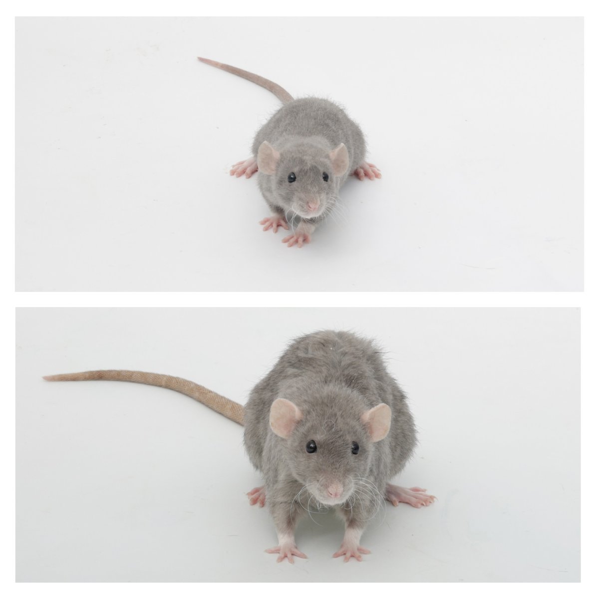 Rattrixs's tweet image. These girls turned a year old last month, so I decided to do a glow-up photoshoot (top shows each girl at 6-9 weeks of age, 2nd shows them at a year old!) Happy 1 year to Pistachio, Carrot, Jellybean, and Cinnamon!