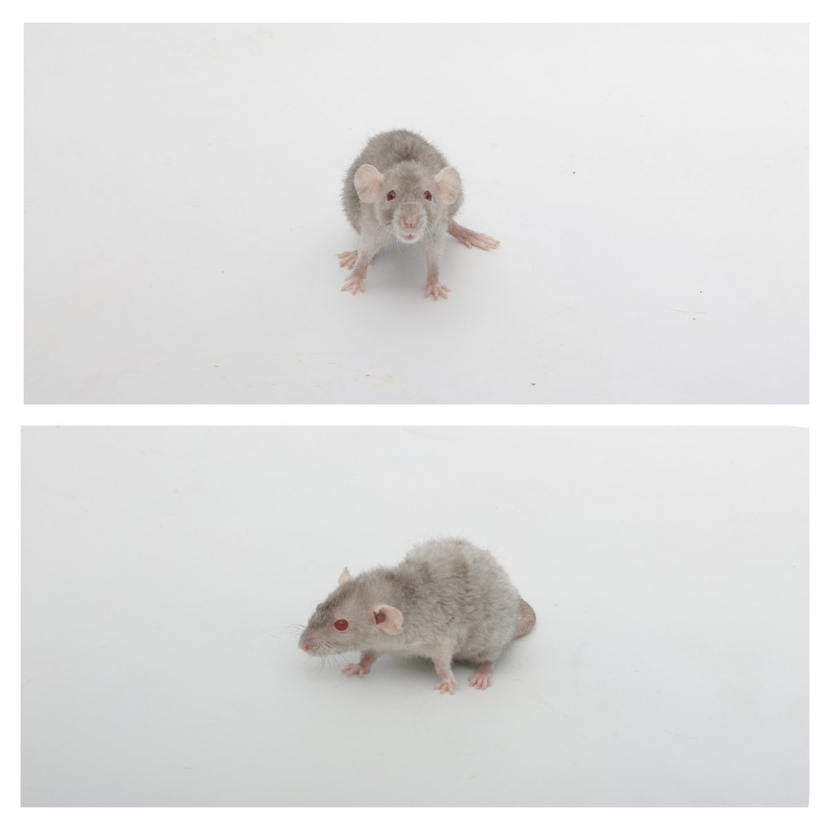 Rattrixs's tweet image. Also happy nearly a year to my tiny dwarfie Pumpkin Seed! First photo is 11 weeks, 2nd is at 11 months and 2 weeks - crazy that she hasn&apos;t really changed!