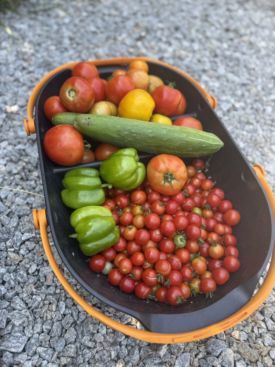 reallygraceful's tweet image. ok maybe a family of 3 doesn’t need 10 tomato plants. whatever.