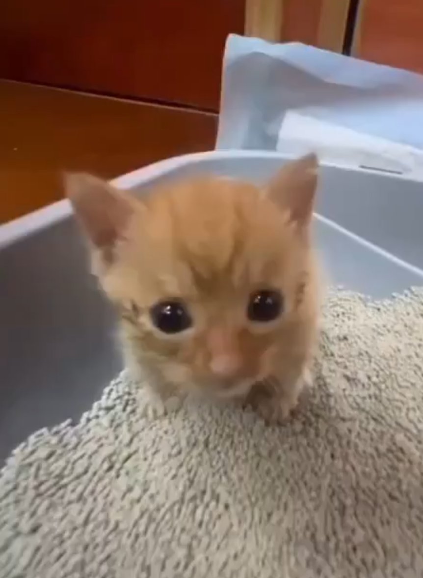 uhmhazy's tweet image. wow vro, nice stream, i could hear you through the walls, 4.29 inches, i can tell from the splash, bladder size of about 570 ml, yeah? keep it up vro