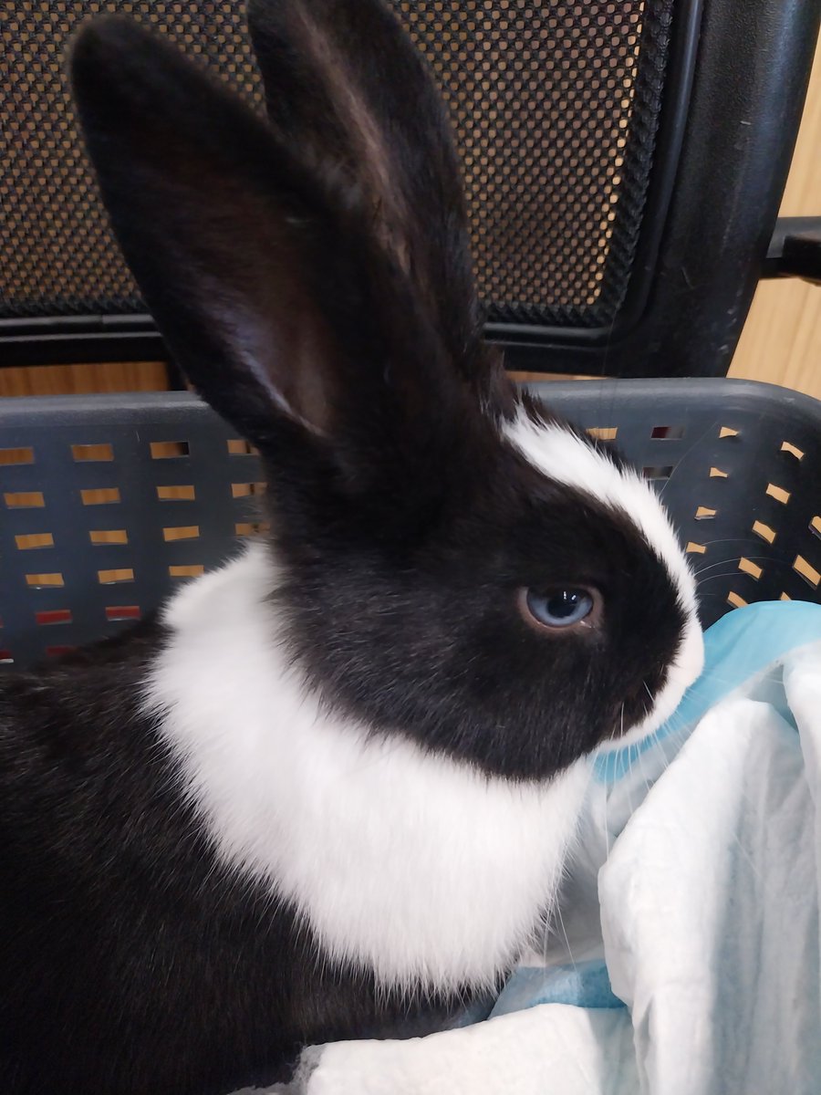 Pet therapy. A cuddly bunny