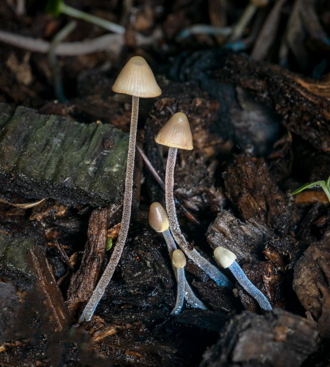 AlanRockefeller's tweet image. Mycena sp. &apos;amicta-HRL01&apos; - A species in the Mycena amicta group with only two observations on iNaturalist, both in the east bay area, California, USA.   

Collected November 23, 2020 on the UC Berkeley campus and sequenced recently by @mycota.lab

#mycena #mycology #dnabarcoding