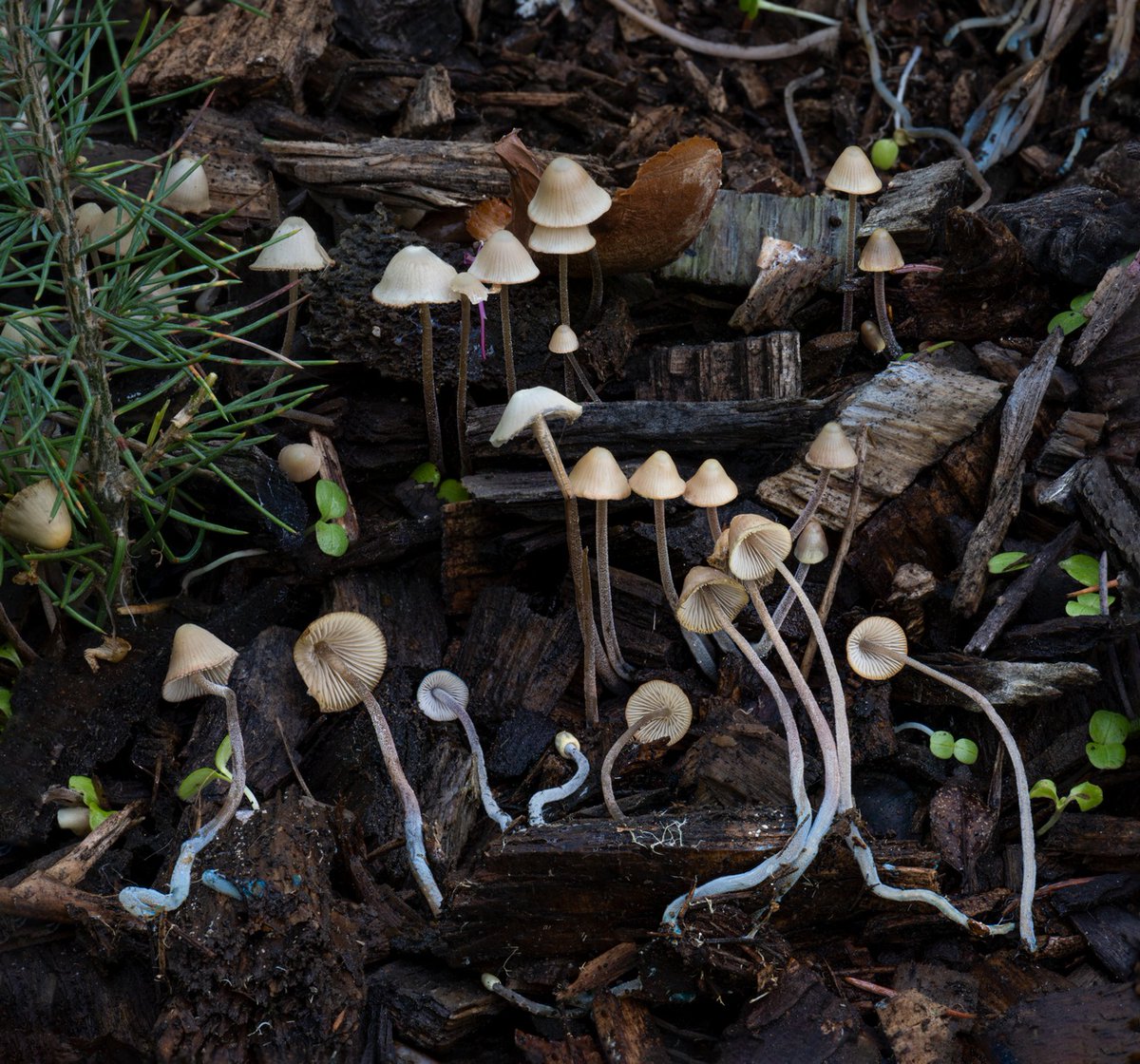 AlanRockefeller's tweet image. Mycena sp. &apos;amicta-HRL01&apos; - A species in the Mycena amicta group with only two observations on iNaturalist, both in the east bay area, California, USA.   

Collected November 23, 2020 on the UC Berkeley campus and sequenced recently by @mycota.lab

#mycena #mycology #dnabarcoding