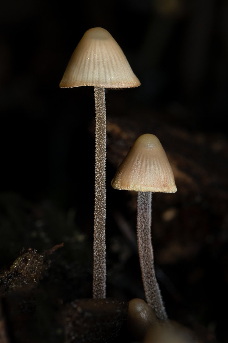 AlanRockefeller's tweet image. Mycena sp. &apos;amicta-HRL01&apos; - A species in the Mycena amicta group with only two observations on iNaturalist, both in the east bay area, California, USA.   

Collected November 23, 2020 on the UC Berkeley campus and sequenced recently by @mycota.lab

#mycena #mycology #dnabarcoding