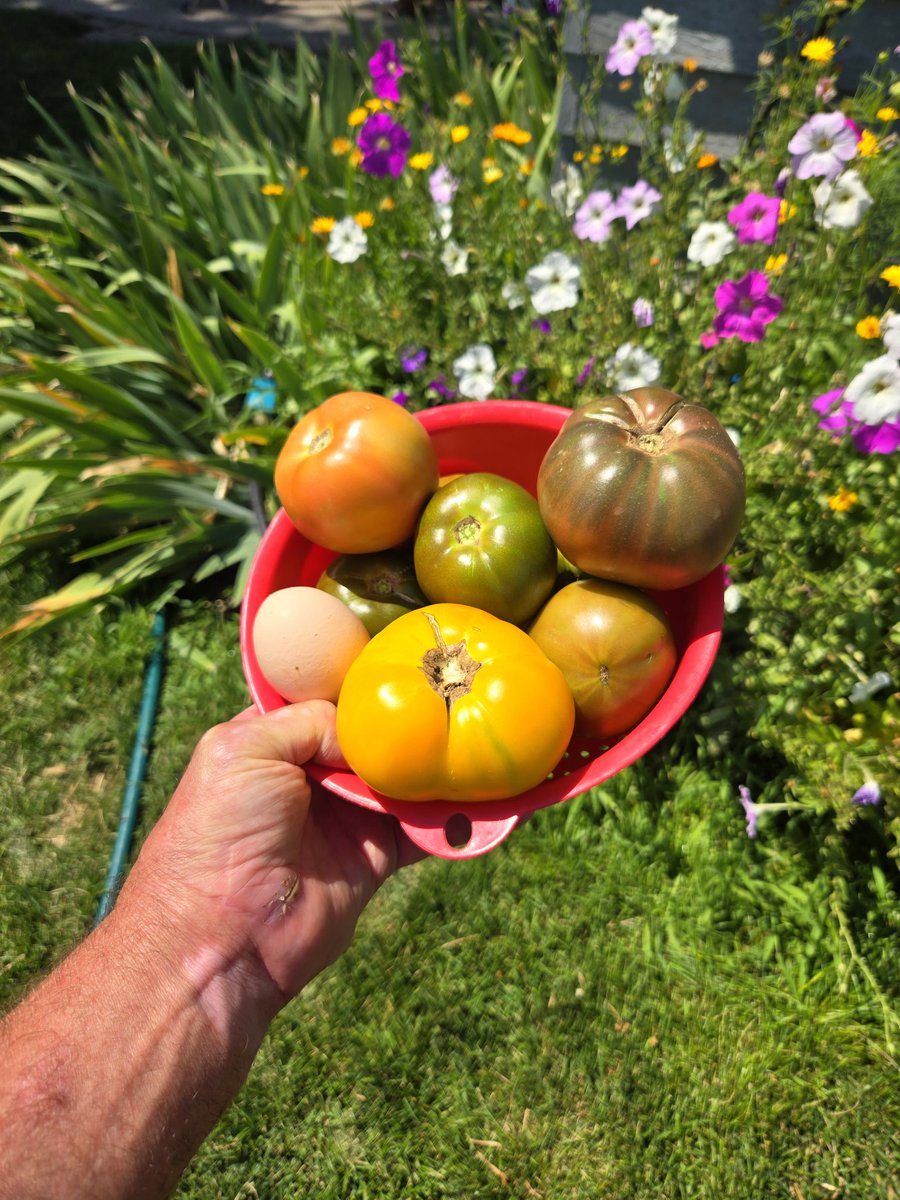 funylute's tweet image. My two favorite things are garden tomatoes and dogs.