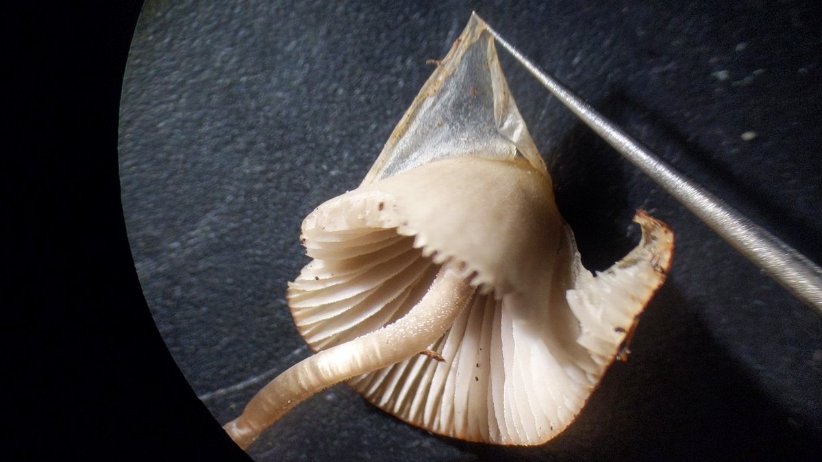AlanRockefeller's tweet image. Mycena sp. &apos;amicta-HRL01&apos; - A species in the Mycena amicta group with only two observations on iNaturalist, both in the east bay area, California, USA.   

Collected November 23, 2020 on the UC Berkeley campus and sequenced recently by @mycota.lab

#mycena #mycology #dnabarcoding