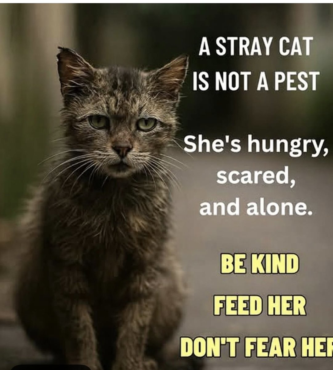 Sunkized01's tweet image. Be kind. Give them food & water. If you can’t keep them find them a home. 🐾🐾🩷💙