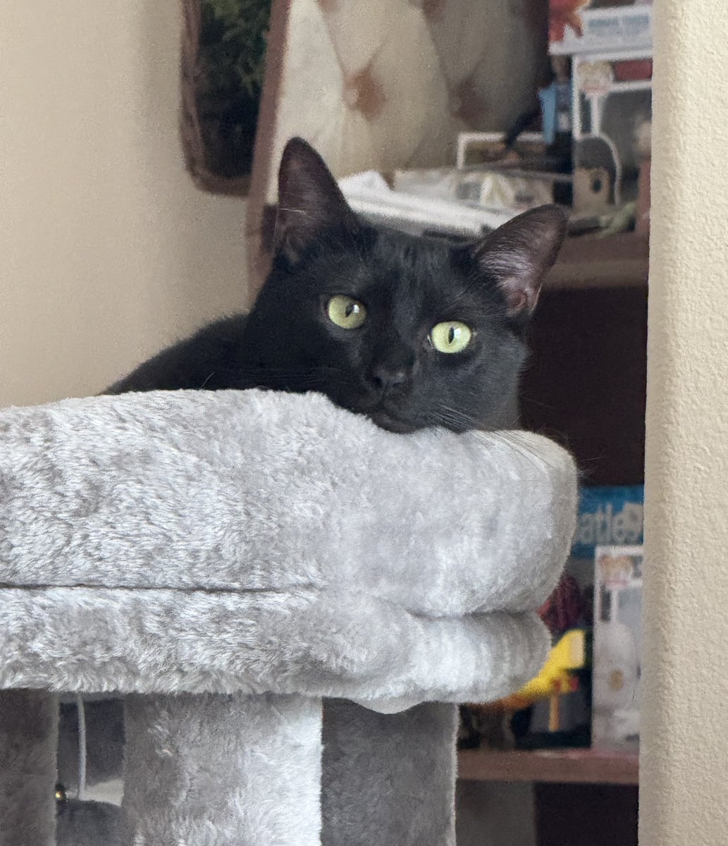 astro_jaz's tweet image. nova is such a pretty cat, he really looks like the universe πβ¨