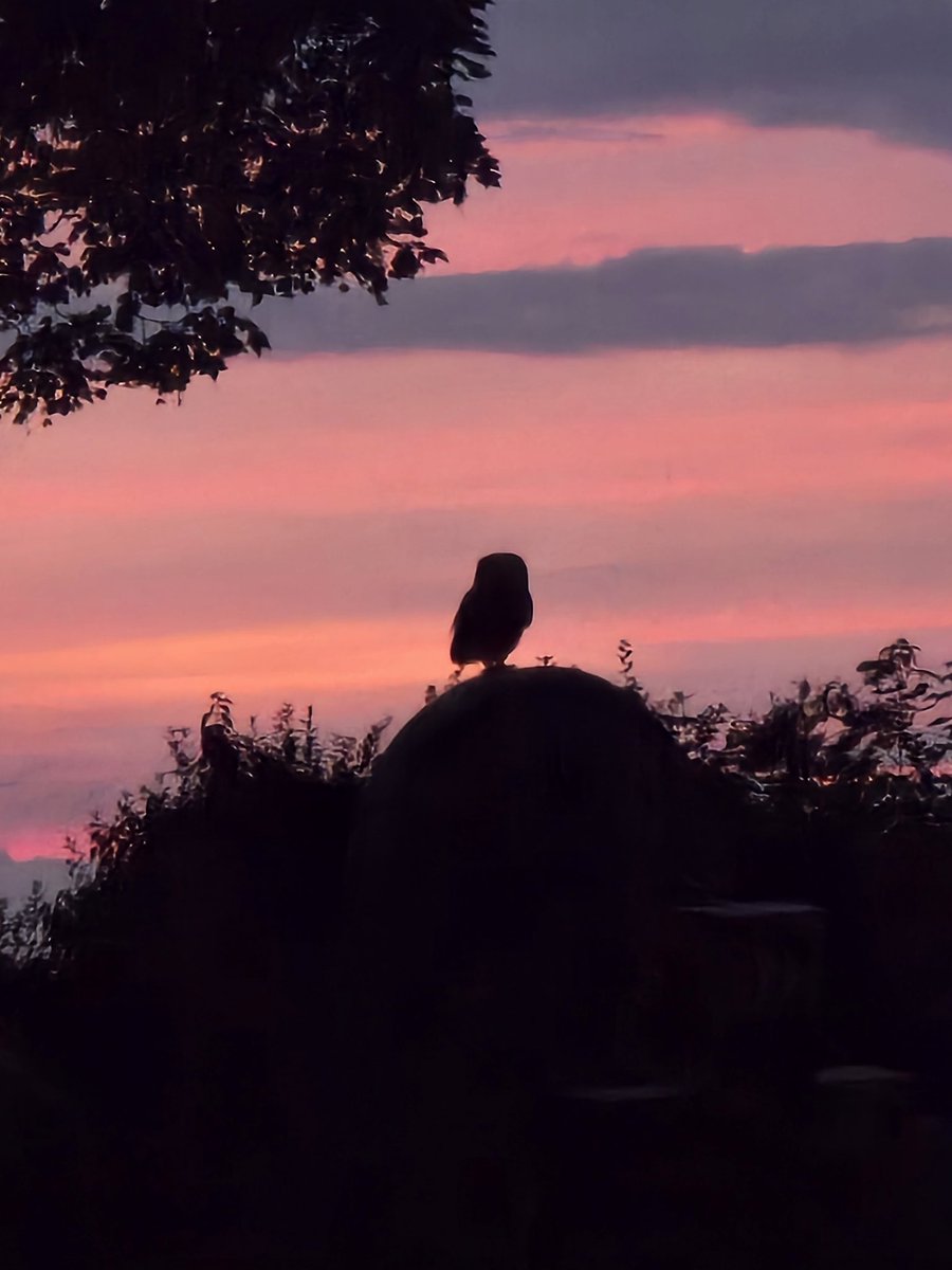 LawnMasterNotts's tweet image. Really rubbish photo but our little owl is out again (from chair sat at pc) #sbswinnershour
Not a patch on the one on the walk back from the pub Friday night