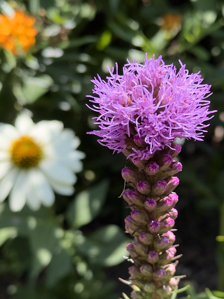 TimHundley4All's tweet image. Dense Blazing Star. Tuesday Menโs with the Twins! Get outside! #takeahikephotography ๐โโ๏ธ๐ทโ๏ธ๐ค๐ผ๐๐ผ๐
