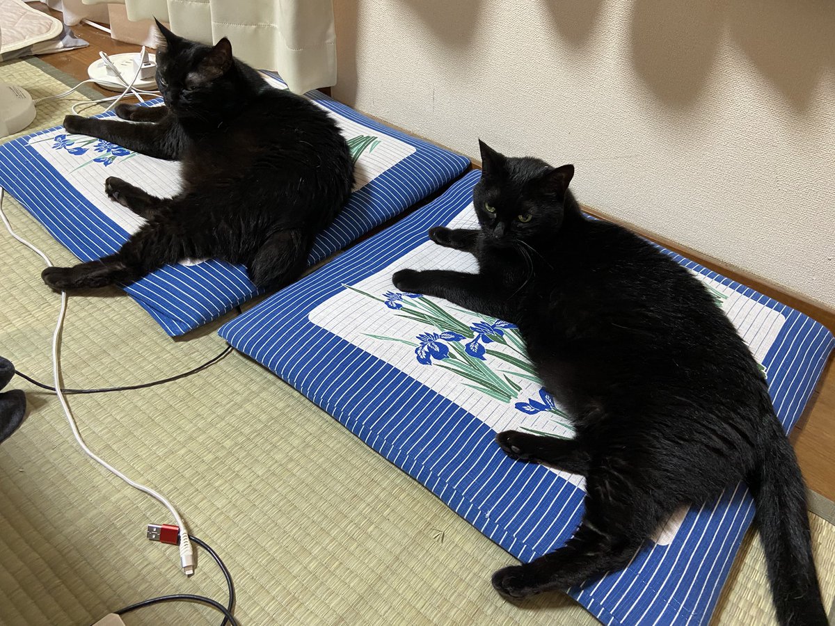 【今度の日曜！】

7月27日（日）は東京ソラマチ内の栃木県のアンテナショップ「とちまるショップ」にて、コーヒーの試飲販売をさせていただきます。

矢板ブランド認証品の「YAITA BLEND〜TSUTSUJI〜」を今週はたくさん焙煎してたくさん袋詰めしております。

よろしくお願いいたします。😊