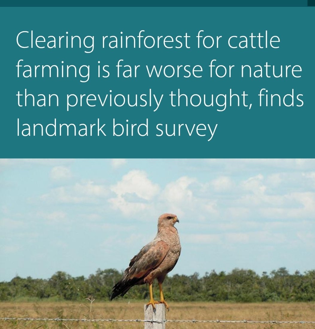 BREAKING:  deforestation for cattle farming causing an extraordinary 62% more damage to biodiversity than previously estimated. Horrific. Change this Extinction  Economy now while it's still too late.
