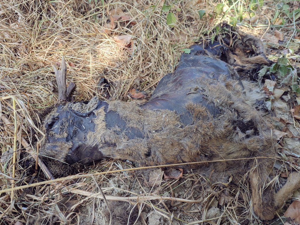 RichDecibels's tweet image. found a dead deer near our house, buried him in a shallow grave, 2 days later the maggots have broken thru the dirt, writhing like the mouth of hell, nature is metal