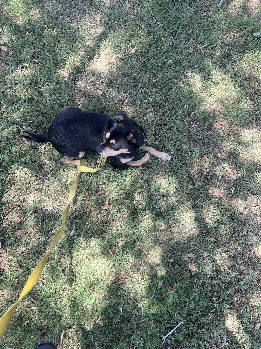 nurmiunchained's tweet image. Me Okay Ron it’s hot, hurry up and go potty.
Ron - proceeds to lay in the grass