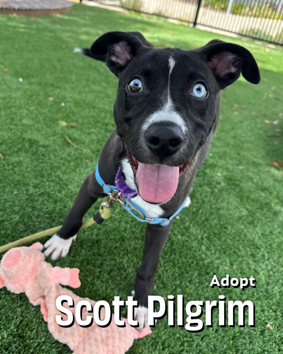 Scott Pilgrim is nothing but big smiles today. If you give this little charmer a chance, he'll go above and beyond to win your heart — whatever it takes!
joybound.org/adopt/
