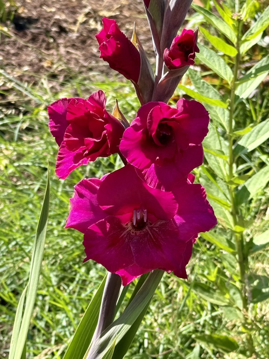 bluewaverider46's tweet image. Another blooming Gladiolus.
I donβt remember seeing this one bloom before! It was here when we bought the house.
The rabbits have usually eaten it by now π€£π€£
Poor lighting, itβs very burgundy looking! Much darker than the red ones I planted.
#BloomScrolling