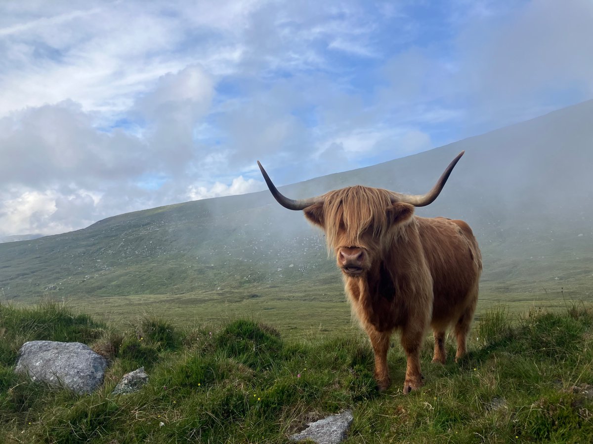 Scotland vibes. This coo gives zero effs, ends, er bets.