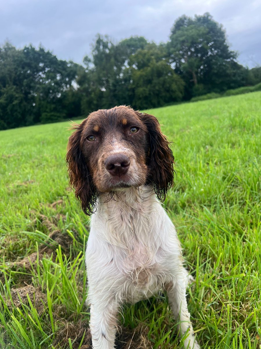 GalwaySPCA's tweet image. This springer Girl strayed into the garden. Just a year old she as already experienced neglect, She is scared and untrusting but her heart tells her to let go of her fear and to trust us and that's exactly what she has started to do.
Rescue Dogs, forgiving and moving forward.