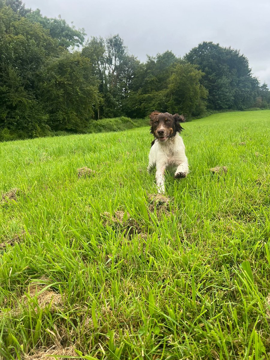 GalwaySPCA's tweet image. This springer Girl strayed into the garden. Just a year old she as already experienced neglect, She is scared and untrusting but her heart tells her to let go of her fear and to trust us and that's exactly what she has started to do.
Rescue Dogs, forgiving and moving forward.
